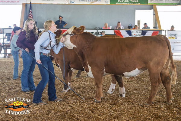 Girl showing cattle at Yamboree Livestock Show