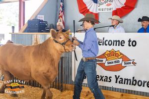 Yamboree Livestock Show