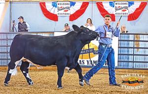 89th Yamboree Man with Black Steer